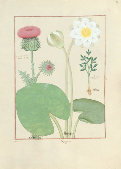 Gefiederte Distel, Seerose und Rizinuspflanze, Illustration aus 