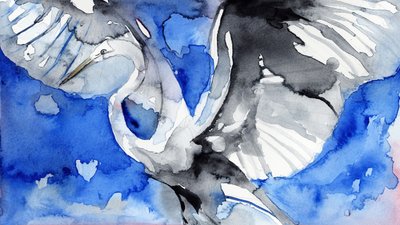 Blauer Reiher im Flug von RodMacIver