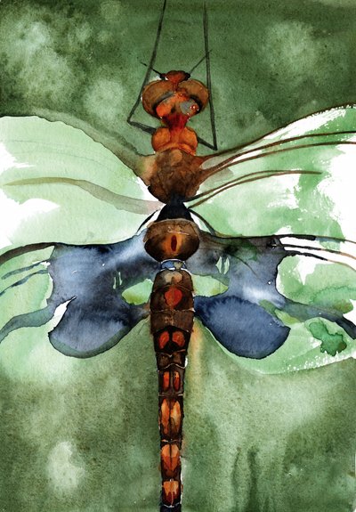 Lebhafte Aquarell-Libelle von RodMacIver