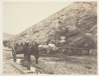 Vieh und Karren, die Balaklava verlassen von Roger Fenton
