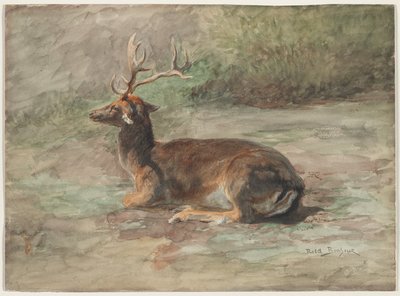 Liegender Hirsch, zweite Hälfte des 19. Jahrhunderts (Aquarell und Gouache über Graphit) von Rosa Bonheur