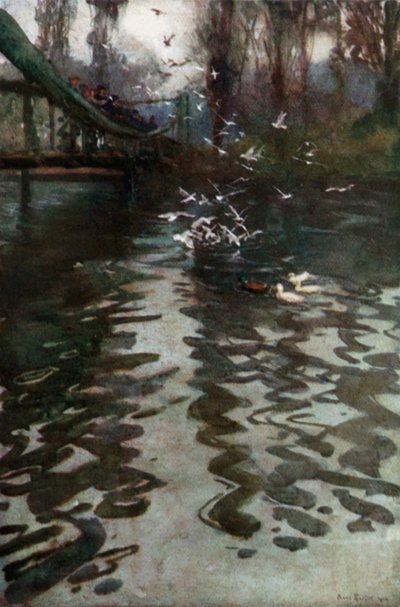 Die Möwen von der Brücke im St. James