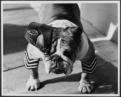 Ein Bulldogge in RAF-Uniform, Pinewood Studios von Royal Air Force Film Production Unit
