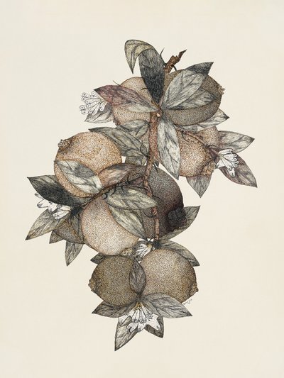Granatapfel (1867) Rufus King von Rufus King