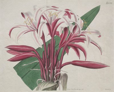 The Botanical Magazine or Flower Garden Displayed: Stattliches Crinum von S. Curtis