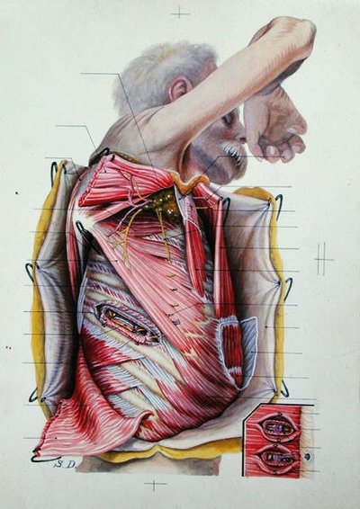 Dissektion der rechten lateralen Seite des Thorax, aus einem Buch über Anatomie von S. Dupret