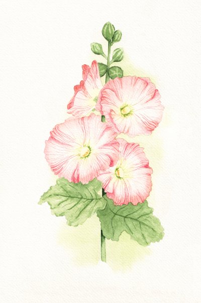 Rosa Stockrosen Aquarell von Salome