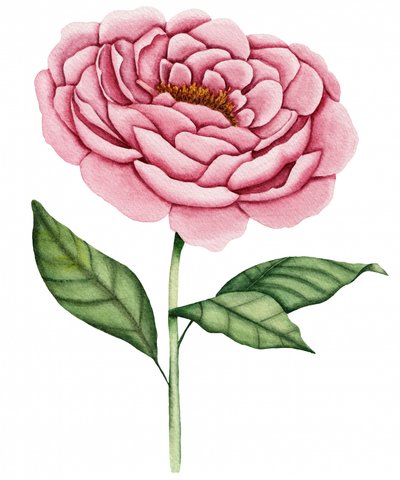 Rosa Pfingstrosenblüte von Salome