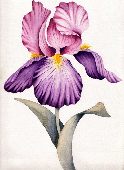 Lebhafte Violette Iris von Salome