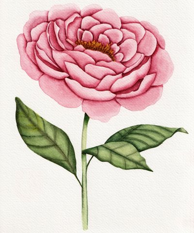 Aquarell Rosa Pfingstrose von Salome