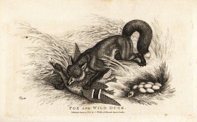 Fuchs greift eine Ente und ihr Nest mit Eiern an von Samuel (after) Howitt