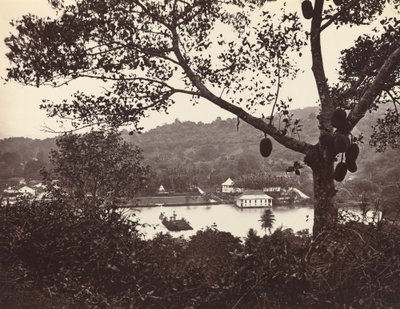 Ein Blick von der Upper Lake Road zeigt Tempel und Insel mit Park – Obstbaum im Vordergrund von Samuel Bourne
