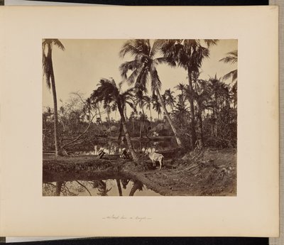 Kalkutta; Ländliche Szenen und das Landleben in Bengalen von Samuel Bourne
