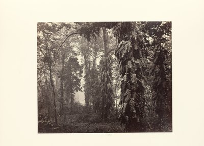 Darjeeling; Kletterpflanzen im Wald unterhalb von Ging von Samuel Bourne