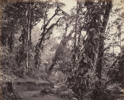 Darjeeling, Waldszene mit Kletterpflanzen, mit der Tukvar Straße von Samuel Bourne