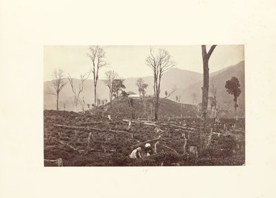 Darjeeling; Blick auf die Selim-Teeplantage, zeigt die obere Fabrik und den Bungalow von Samuel Bourne