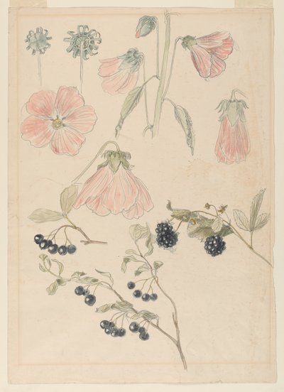 Botanische Detailstudien: Stockrosen, Blaubeeren und Brombeeren von Samuel Colman