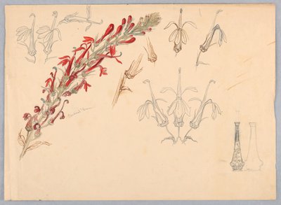 Kardinalsblume von Samuel Colman