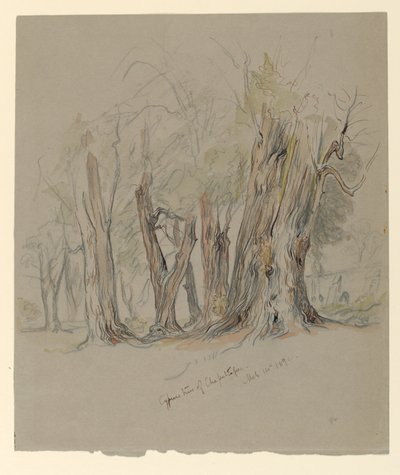 Zypressen von Chapultepec, Mexiko von Samuel Colman