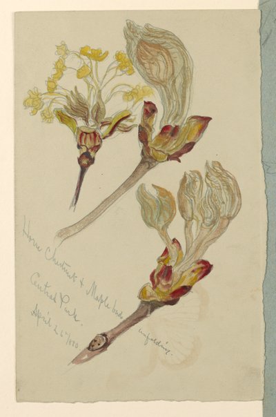 Rosskastanie und Ahornknospen entfalten sich, Central Park von Samuel Colman