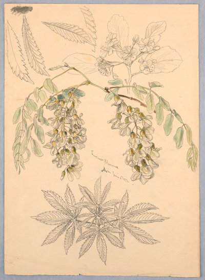 Heuschreckenblüten von Samuel Colman