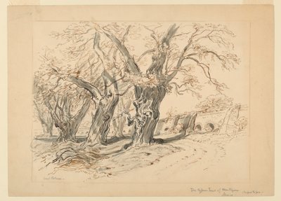 Studie für Die Zypressen von Montezuma, Park von Chapultepec, Mexiko von Samuel Colman