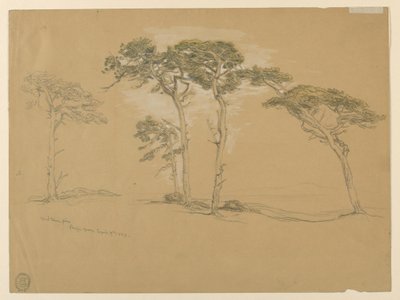 Windgepeitschte Kiefern, Pacific Grove. Rückseite: Pazifikküstenstraße nach Point Sur. von Samuel Colman