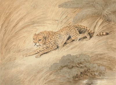 Ein Gepard, der sich an einem Teich duckt von Samuel Howitt