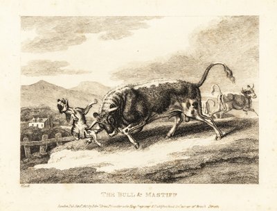 Ein Stier tötet einen Hund auf einem Feld. 1811 (Radierung) von Samuel Howitt