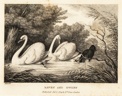 Ein Rabe versucht sich zu waschen, um den weißen Schwänen ähnlicher zu sein. 1811 (Radierung) von Samuel Howitt