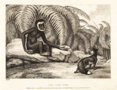 Ein schwanzloser Affe bittet einen Fuchs um etwas von seinem Schwanz. Affe und Fuchs. 1811 (Radierung) von Samuel Howitt