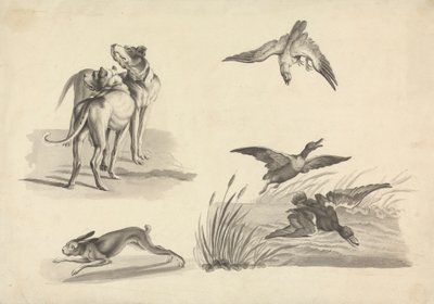 Blatt mit Studien von Hunden, Hase, Falke und Enten von Samuel Howitt