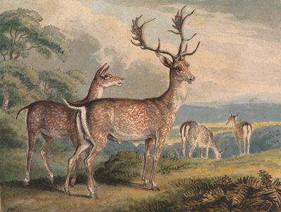 Hirsch, Hirschkuh und Rehkitze von Samuel Howitt