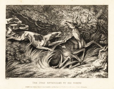 Drei Hunde greifen einen Hirsch an, der mit seinen Geweihen gefangen ist. 1811 von Samuel Howitt