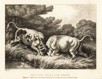 Zwei Stiere verhaken ihre Hörner in der Nähe eines Teichs voller Frösche. 1811 (Radierung) von Samuel Howitt