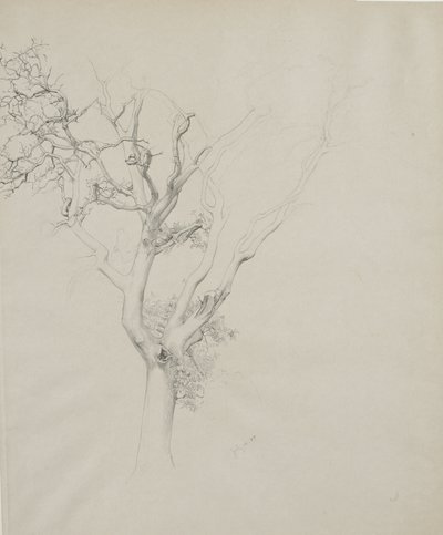 Baumstudie, 1884 von Samuel Isham