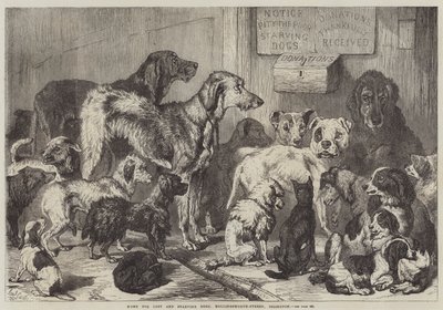 Heim für verlorene und hungernde Hunde, Hollingsworth-Straße, Islington von Samuel John Carter