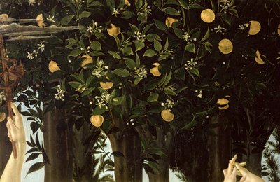 Primavera, Detail des Orangenbaums von Sandro Botticelli