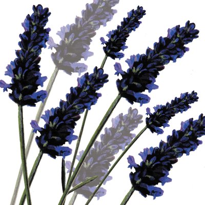 Süßer Lavendel, 2004 von Sarah Hough