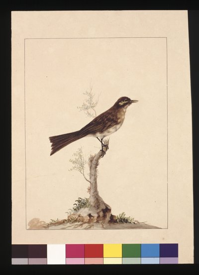 Seite 14. Gelbohr-Fänger. Jetzt bekannt als Yellow-faced Honeyeater, ca. 1789-90 von Sarah Stone