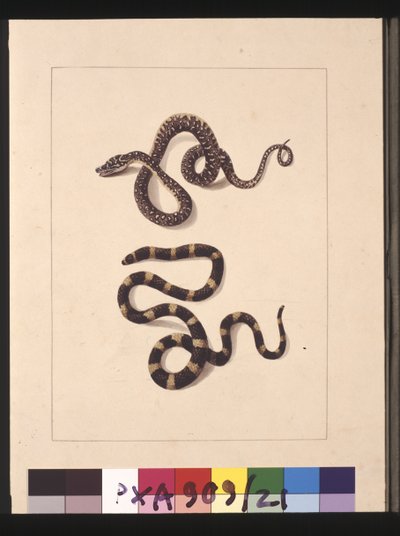 Seite 21. Schlangen Nr. 1 & Nr. 2. Jetzt bekannt als junger Diamantschlange & Bandy-Bandy, ca. 1789-90 von Sarah Stone