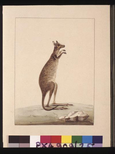 Seite 25. Ein Känguru. Jetzt bekannt als Känguru. Scheint eine Kopie von Sarah Stone nach einer Platte von Charles Catton Junr. zu sein, ca. 1789-90 von Sarah Stone