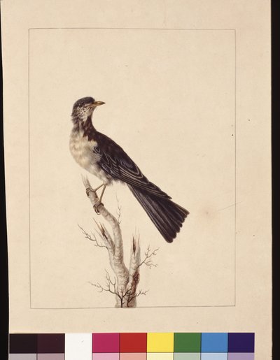 Seite 29. Port Jackson Drossel. Jetzt bekannt als Graudrossel, gesprenkelte Wachteldrossel?, ca. 1789-90 von Sarah Stone