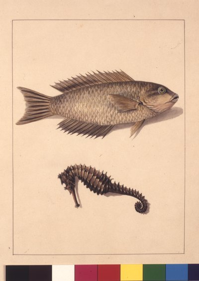 Seite 2. Cyprinaceous Labrus und Hippocampus. Jetzt bekannt als Lippfisch oder Papageienfisch und Seepferdchen, ca. 1789-90 von Sarah Stone