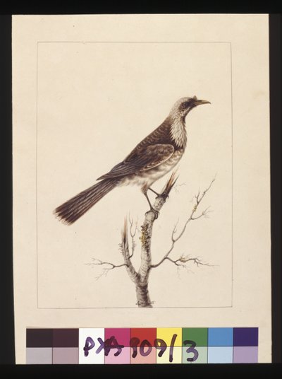 Seite 3. Knopf, Fronted Bee Eater: Signiert l.c. Sarah Smith. Jetzt bekannt als Friar Bird, um 1789-90 von Sarah Stone