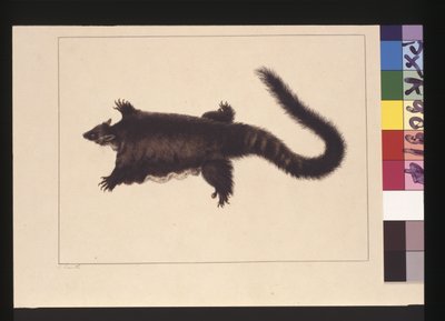 Seite 4. Hepoona Roo: Signiert l.l. außerhalb der Rahmenlinie S. Smith. Jetzt bekannt als ein Großer Gleitbeutler, ca. 1789-90 von Sarah Stone