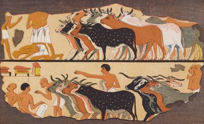 Rinder, altes Ägypten von School Egyptian