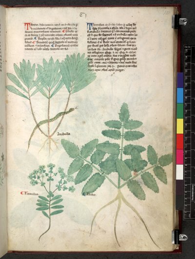Egerton 747 Tractatus de herbis (Herbal) c.1280-1310 von School Italian