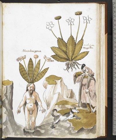Harley MS 3736 f.59r Eine Alraune wird von einem Hund herausgezogen, aus 