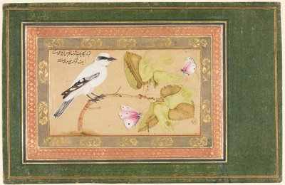 Schwarz-weißer Vogel auf einem Strauch von Shafi Abbasi